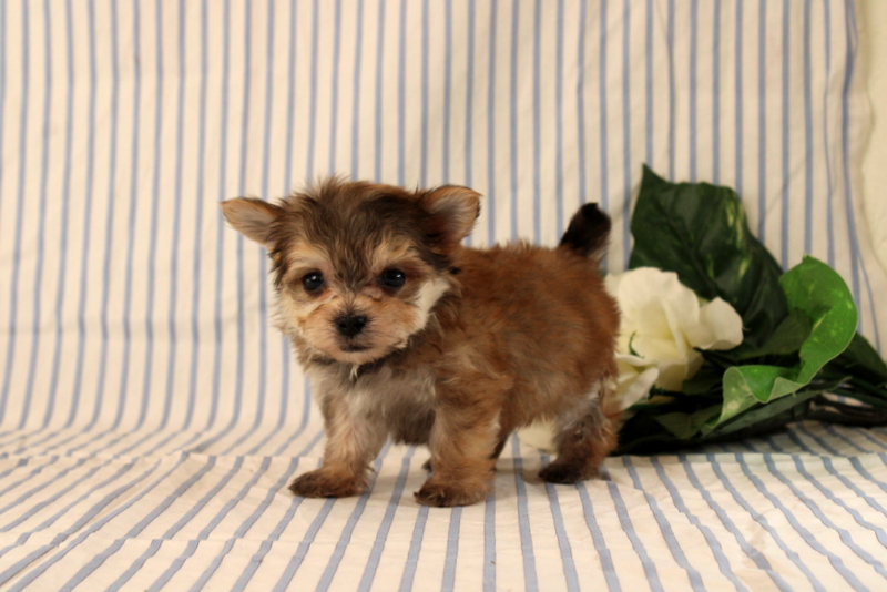 puppy, for, sale, Morkie, Matthew B. Stoltzfus, dog, breeder, Gap, PA, dog-breeder, puppy-for-sale, forsale, nearby, find, puppyfind, locator, puppylocator, aca
